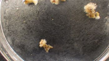 Media type: image;   Invertebrate Zoology 153105 Description: live specimen;